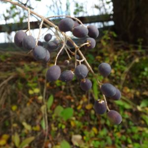 コミノネズミモチの実