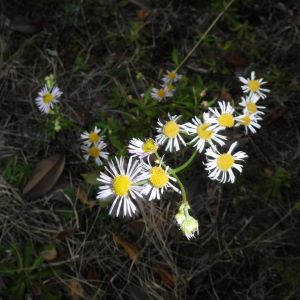 今年は早い、春の花