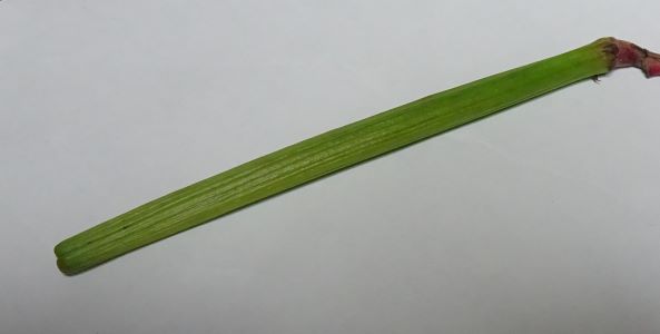 キョウチクトウの奇妙な実