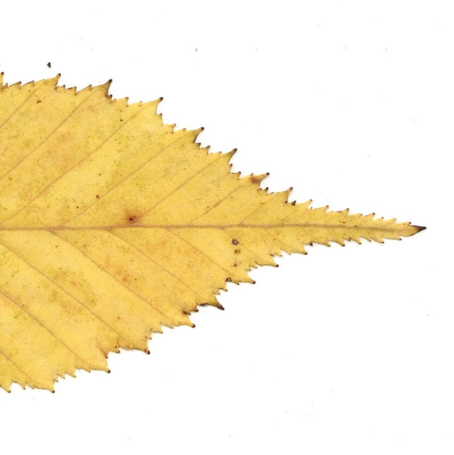 今が見ごろ！構内の紅葉・黄葉